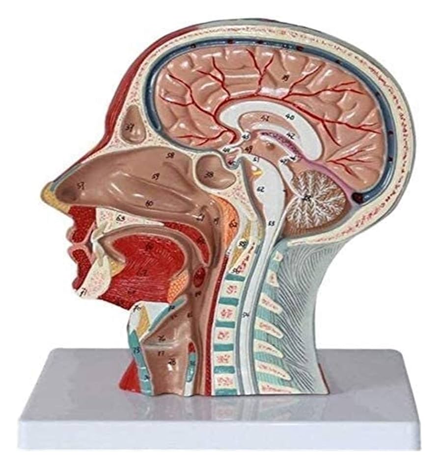 【未使用自宅保管品】臨床のための脳と神経の解剖学 臨床のための脳と神経の解剖学 / Anatomy 今日も明日も/臨床の